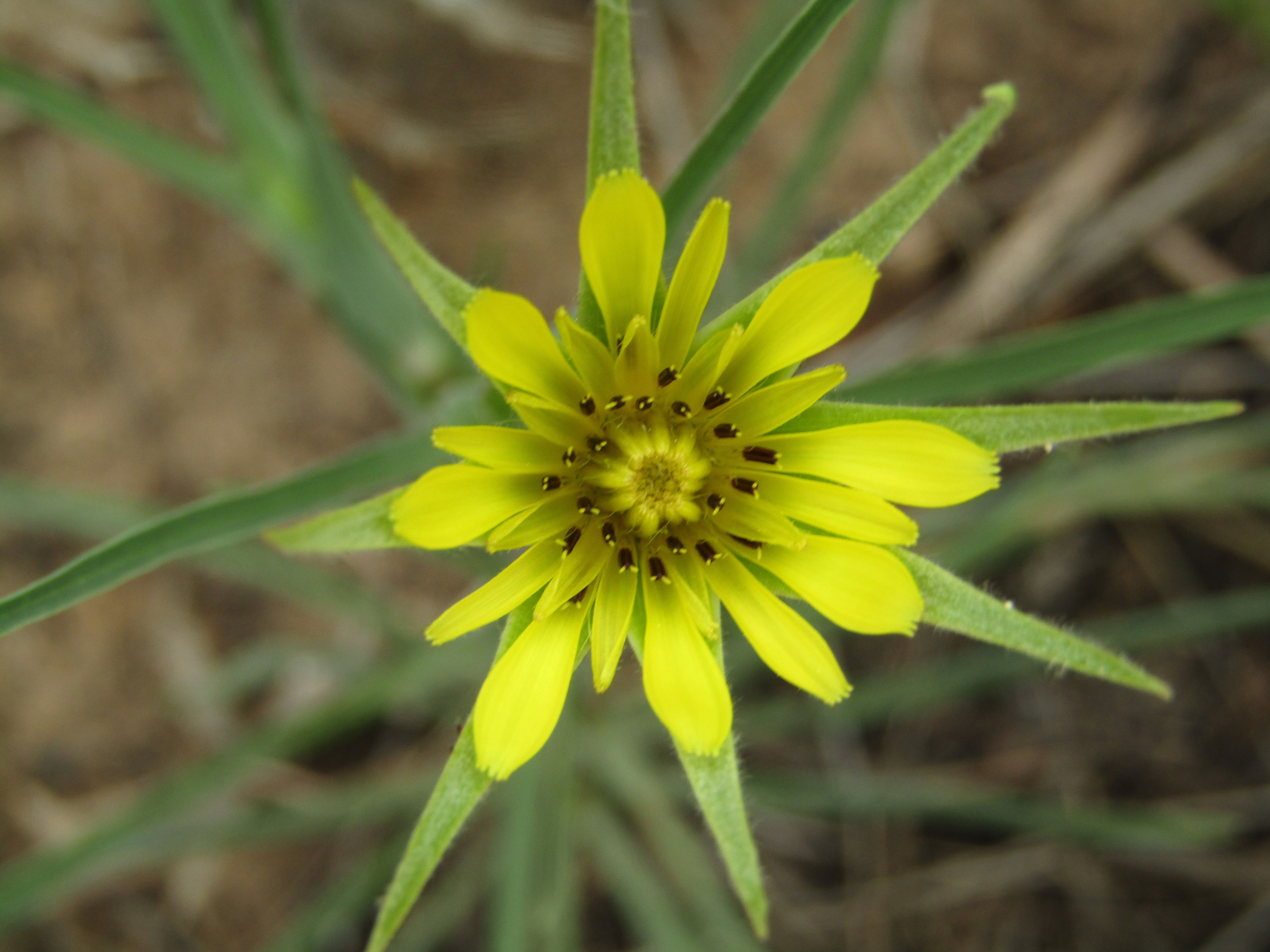 Tragopogon Pratensis (Salsifí)
