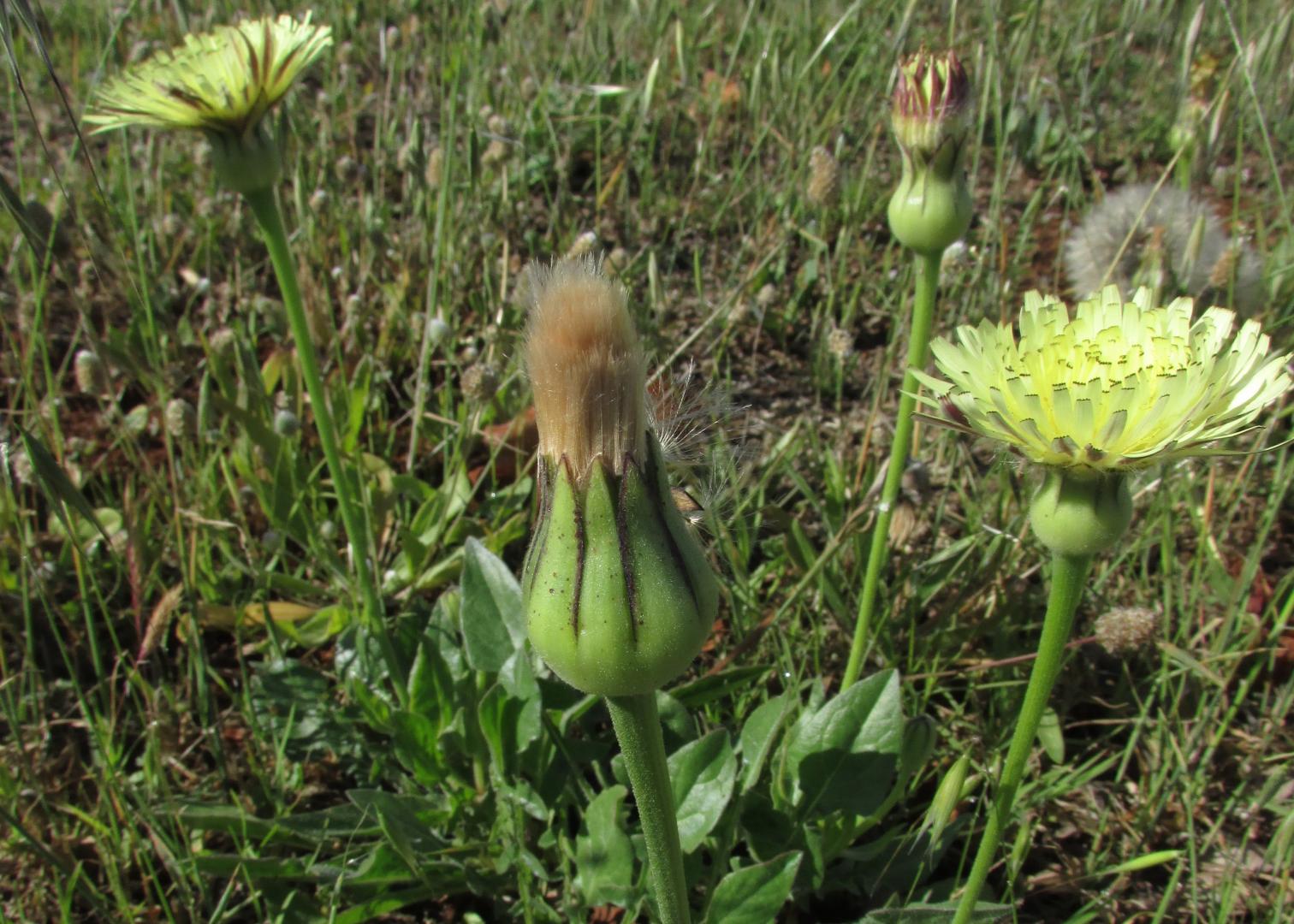 Urospermum Delechapii (Lechugilla)