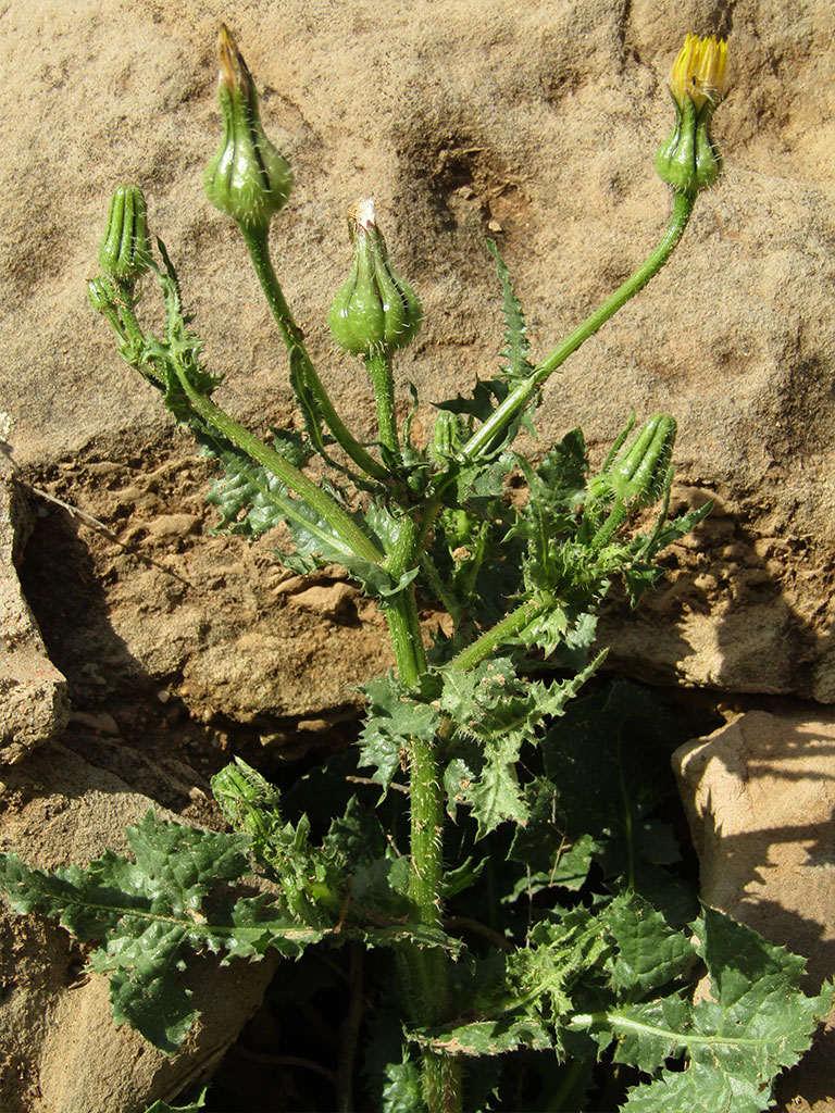 Urospermum Picroides (Cerraja basta)