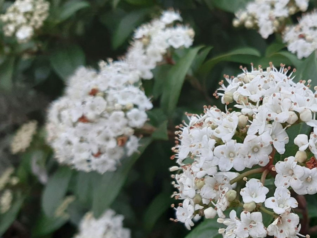 Viburnum Tinus (Durillo)