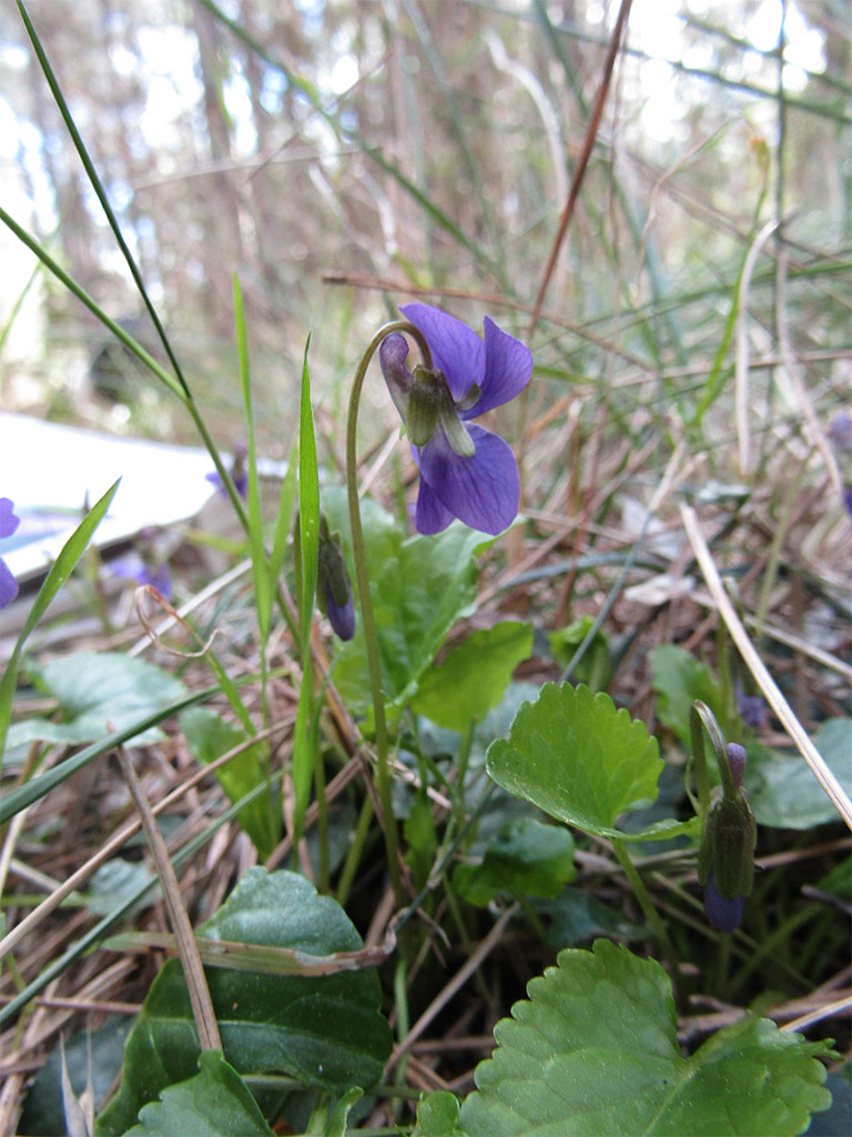 Viola Alba(Violeta)