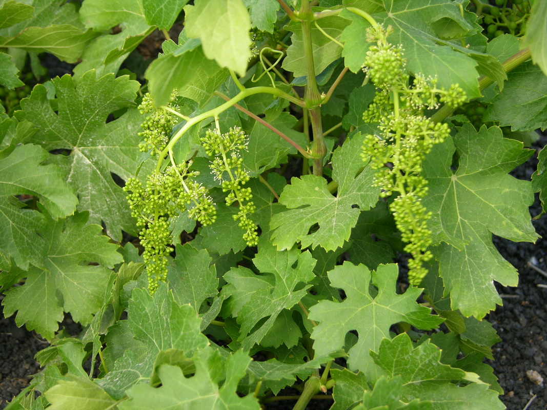 Vitis Vinifera (Vid)