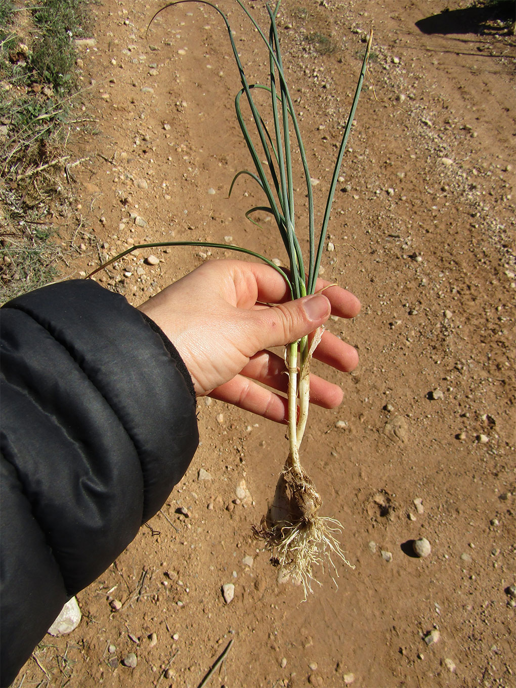 Allium Roseum(Ajo rosado)