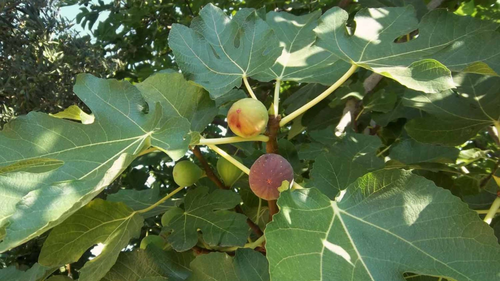 Ficus Carica (Higuera)