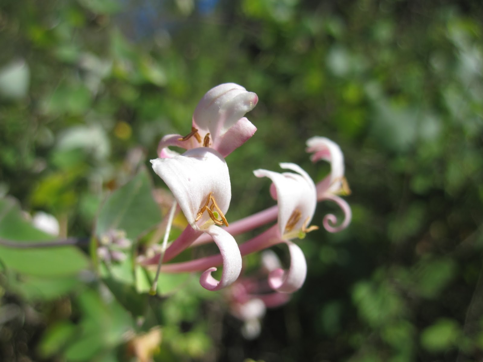 Lonicera implexa (Madreselva)